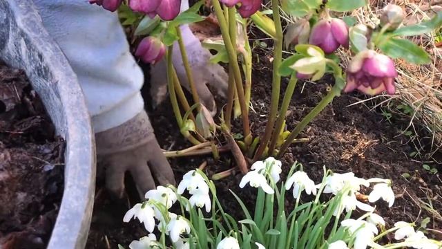 Hellebores | Tips On How To Look After Your Garden Hellebore Plants смотреть онлайн