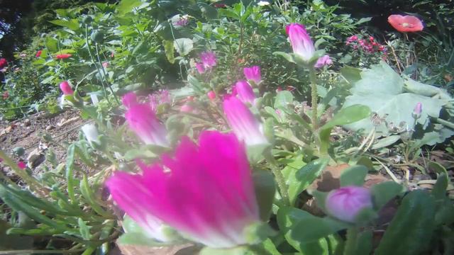 Flower opening time lapse смотреть онлайн