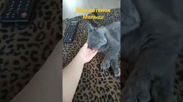 мой котёнок маленький 3 месяца смотреть онлайн