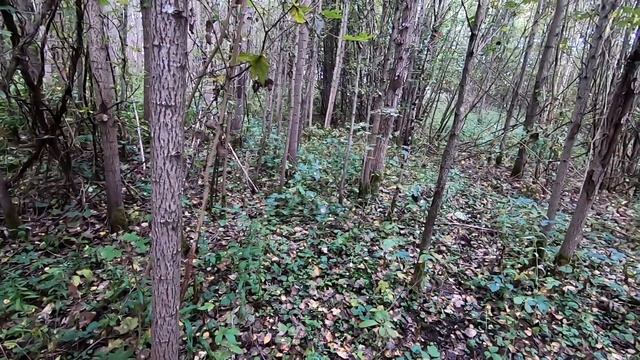 Выкопал доспехи рыцаря и сдал в металл. смотреть онлайн