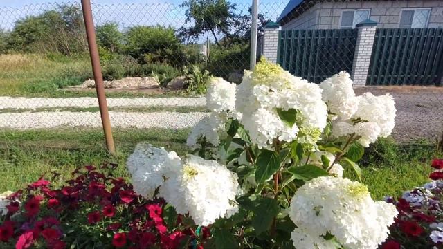 Не планировали на дачу🏡но съездили на три часа.Гортензии красотки👍и мои розы🌹 смотреть онлайн