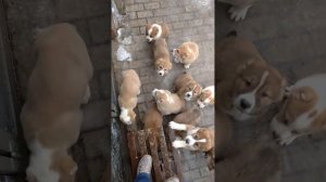 Самые рыжие щенки алабайчики. Рыжее рыжего