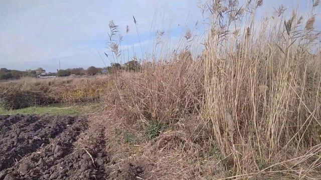 Подготовка земли под посадку клубники фриго.#фриго #клубника #подготовказемли #поливклубники смотреть онлайн