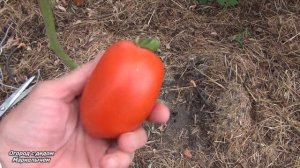 ТОМАТ КЕНИГСБЕРГ. Обзор сибирского сорта, личный опыт.