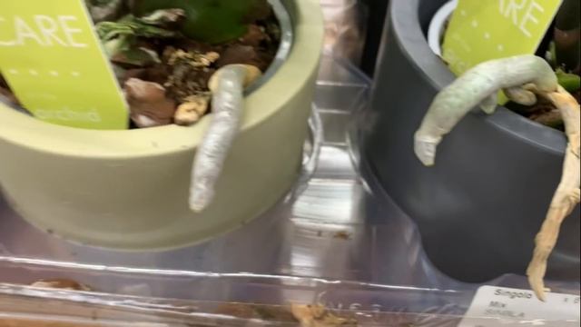 Больше чем завоз орхидей в Бауцентр 15 января 2021 г. Шоу Орхидей !