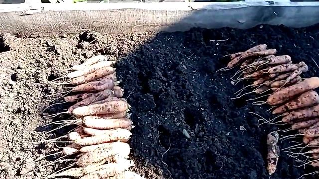 Урожай моркови САМСОН/SAMSON: 2020 смотреть онлайн