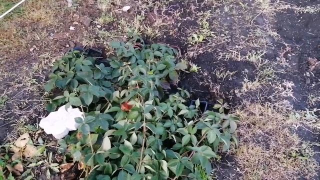 Ежевика бесшипная | Голубика розовая Pink Lemonade смотреть онлайн