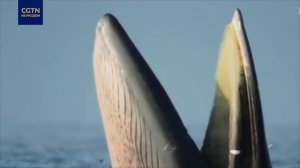 Киты ловят рыбу ?