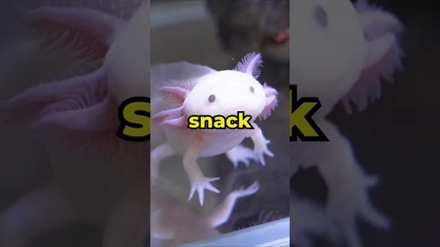 How Do I Feed My Axolotl? ?️♀️