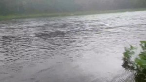 Хариус на реке Косьва июль 2015 (Пермский край, Россия)