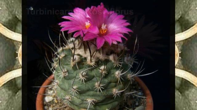 Cactus Turbinicarpus (39 Variedades)