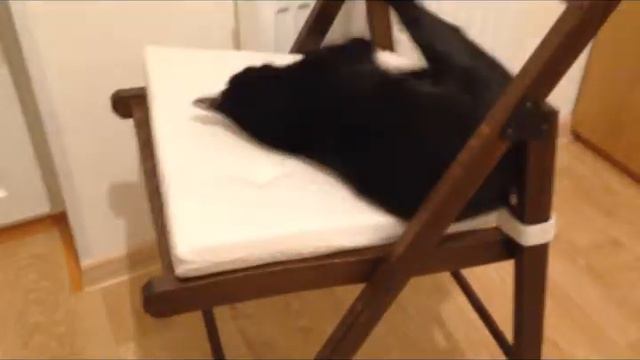 Смешная кошка Сузу сходит с ума /Funny Cat Suzu goes crazy смотреть онлайн