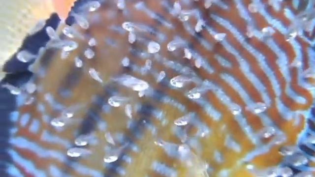 Wild Royal Blue Discus Pair смотреть онлайн