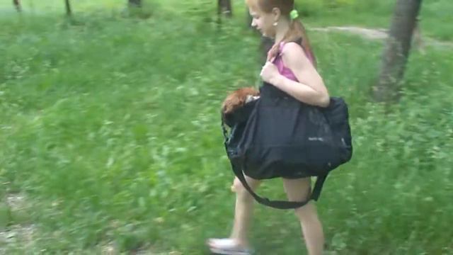 Мои домашние питомцы