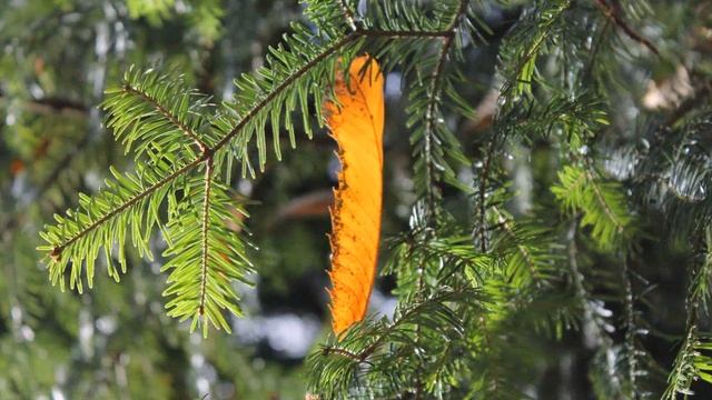 Золотая осень... смотреть онлайн