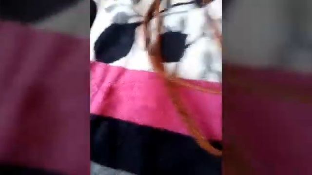 Зоопокупки для собаки