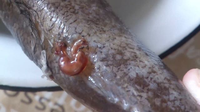 Глисти в рибі!Хек! смотреть онлайн