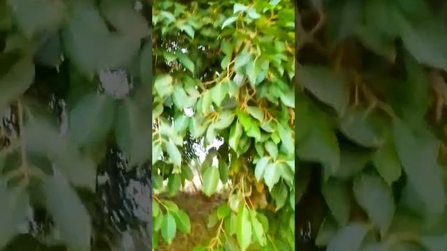 Syzygium cumini (zamun) смотреть онлайн