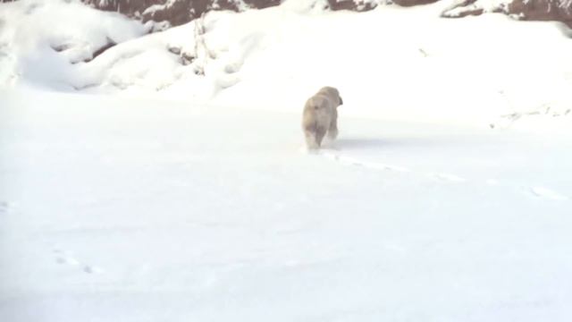 Тимерташ Кабул сын Нурика и Яны - январь 2017 (+79048881825) смотреть онлайн