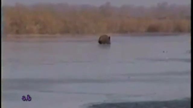 На льду кабан смотреть онлайн