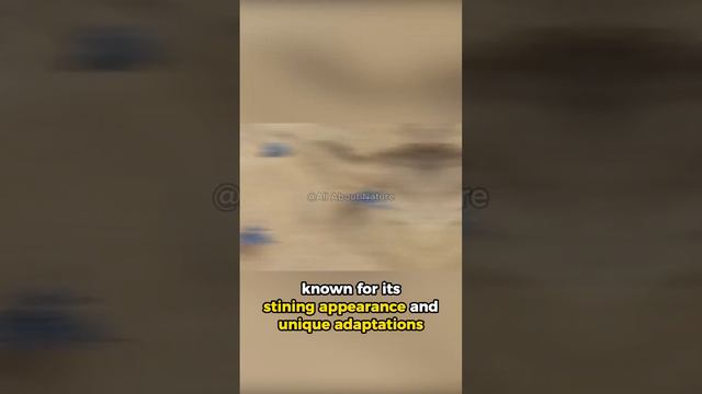 This Sea Creature is Small But Terrible смотреть онлайн