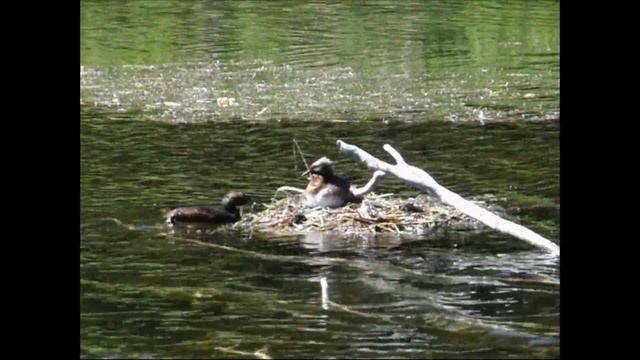 рогатые поганки в Гатчине смотреть онлайн