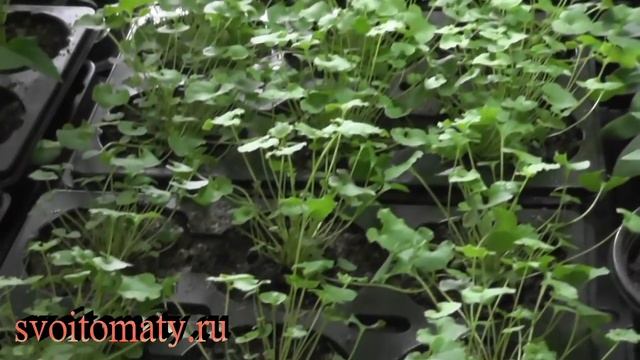 Рассада цветов перед высадкой в открытый грунт смотреть онлайн