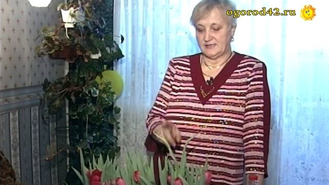 После выгонки тюльпанов смотреть онлайн