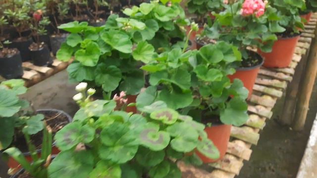 #Geranium #plants #plantnursery #plantlover #geraniaceae #springbloom #beautiful #gardening #variet