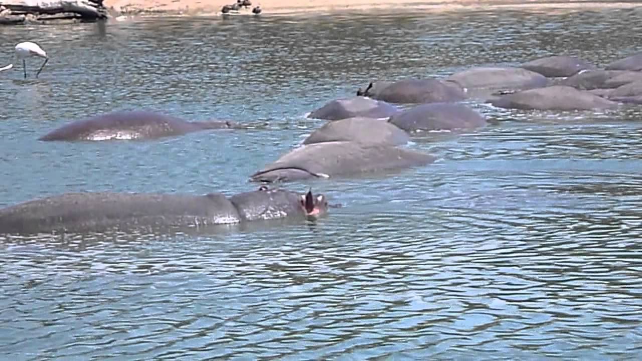 Сафари Парк