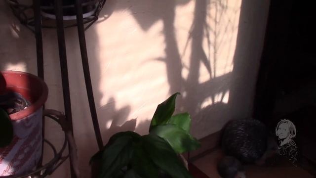 ПОЛИВ КОМНАТНОГО РАСТЕНИЯ, ПРОВОДИТЬ ПОСЛЕ ПРОВЕРКИ ГРУНТА НА ВЛАЖНОСТЬ! смотреть онлайн