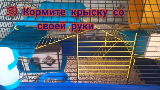 ТОП 5 советов чтобы приручить крысу к рукам! Лучшие и рабочие советы смотреть онлайн