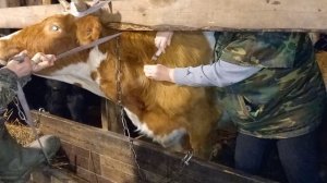 Корова упала на ноги , как спасать ?