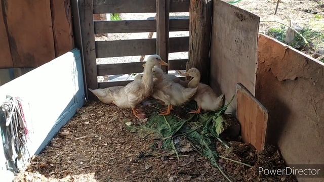 деревенские будни.наше хозяйство.как все успеваю? смотреть онлайн