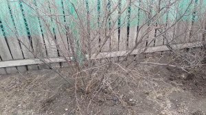 Как замедлить весной цветение у плодово-ягодных деревьев.