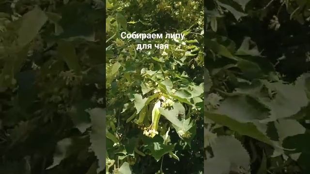 Липовый цвет для чая смотреть онлайн