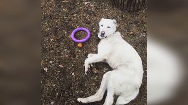 Интересные факты о среднеазиатской овчарке (Алабай) смотреть онлайн