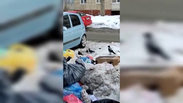 Читатели: в центре Саратова растет новая помойка смотреть онлайн