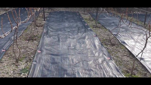 1 обработка винограда смотреть онлайн