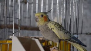 Половое поведение самки кореллы