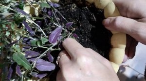 Традесканция Гибазис белая фата. как переукоренить.