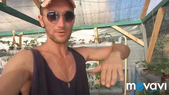 Помидоры черри и Клубника на гидропонной системе #NFT. #hydroponica #growing #гидропоника #втренде смотреть онлайн