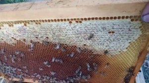 Как получить много меда от пчел) Как расстояние влияет на принос нектара в улей