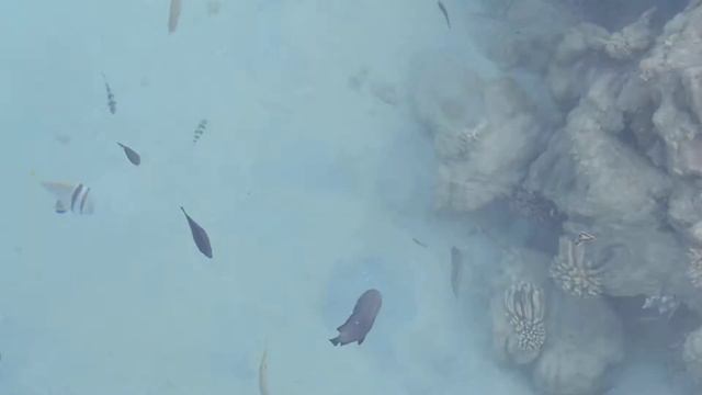 Рыбы Красного моря - отель Amwaj (Fishes of Red Sea - Amwaj hotel) смотреть онлайн