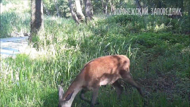 Заповедный водопой: июнь смотреть онлайн