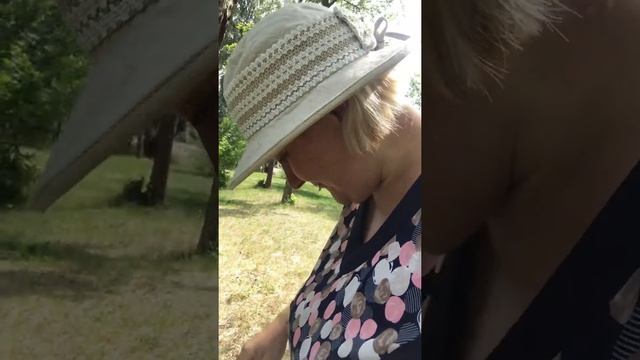 Береза дает женщинам энергию. Обнимайте деревья! Шустрые муравьи ?(Дора Люкс) #доралюкс #doralux смотреть онлайн