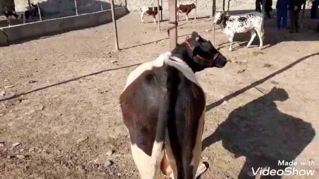 молбозори каленинобод