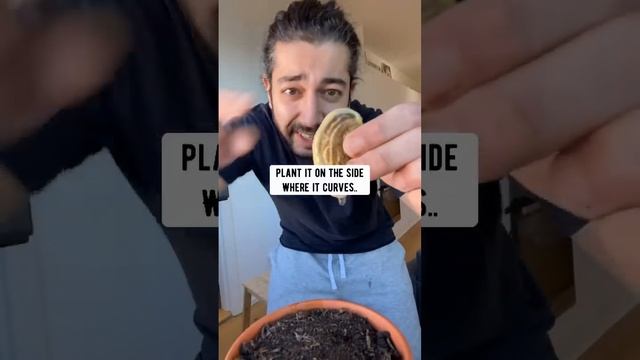 How To Grow A Mango Tree With A Store-Bought Mango ? Creative Explained