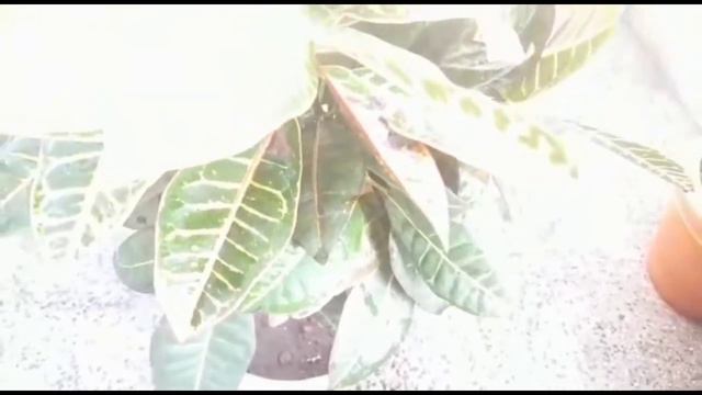 Make your croton plant /Healthy/Colourful/Bushy смотреть онлайн