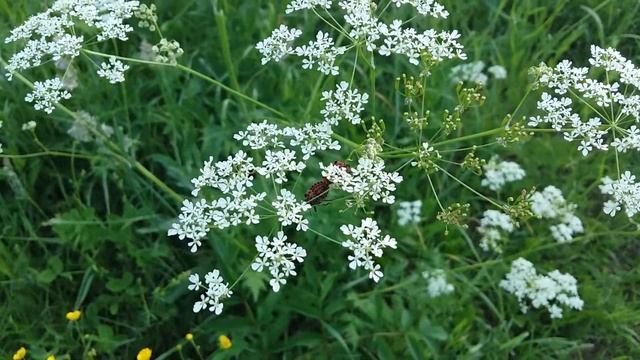 Щитник линейчатый Graphosoma lineatum. Московская область (17.06.2016) смотреть онлайн